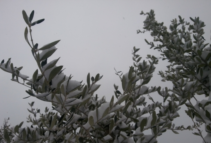 Un olivo innveto, i danni maggiori del freddo sono stati però nel settore orticolo