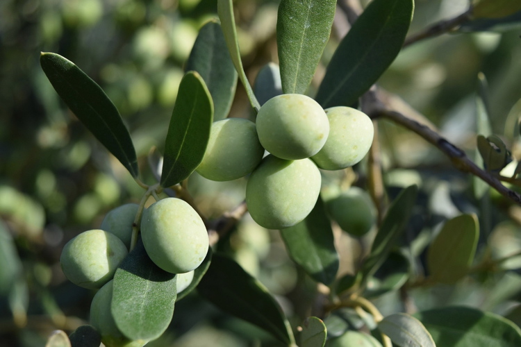 Gli effetti benefici per l'organismo umano di decotti e infusi di foglie di olivo