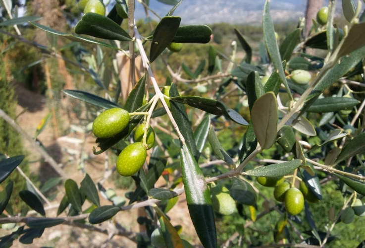 olivo-olive-olivicoltura-by-matteo-giusti-agronotizie-jpg.jpg
