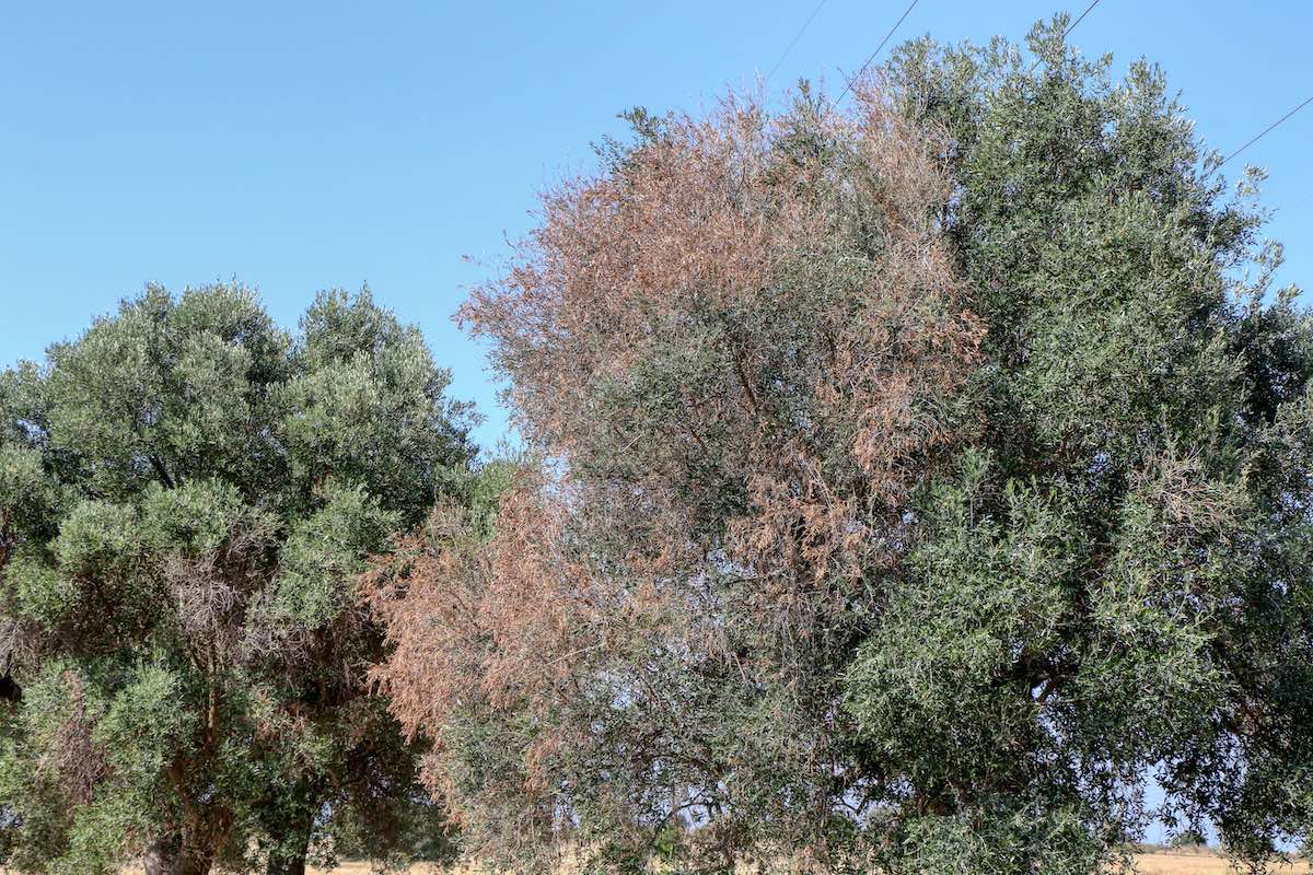 Olivi infetti da Xylella: sono stati colpiti 21 milioni di ulivi (Foto di archivio)