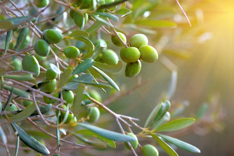 Riconoscere una varietà di olivo partendo dal nocciolo