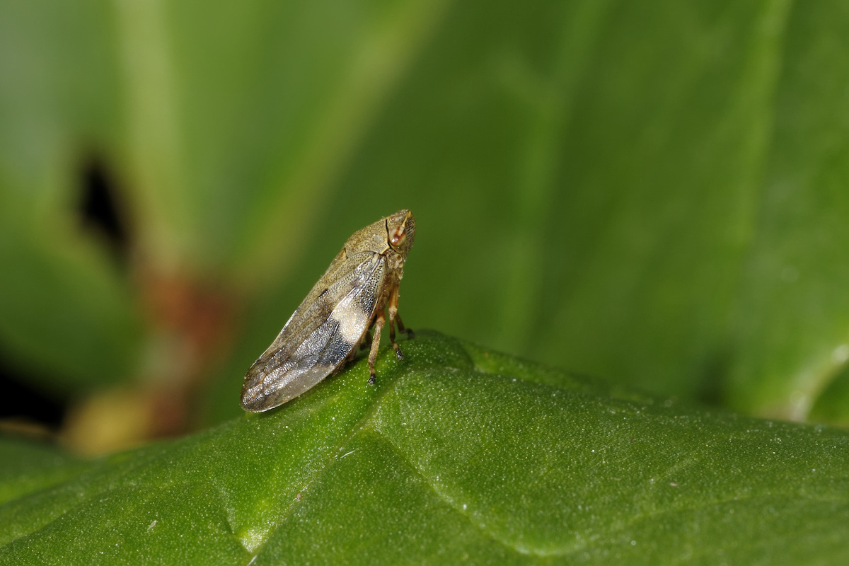 Una cicalina sputacchina (in foto): il diserbo nei mesi primaverili, quando gli insetti immaturi sono nella vegetazione erbosa, abbatte la riproduzione dell'insetto vettore (Foto di archivio)