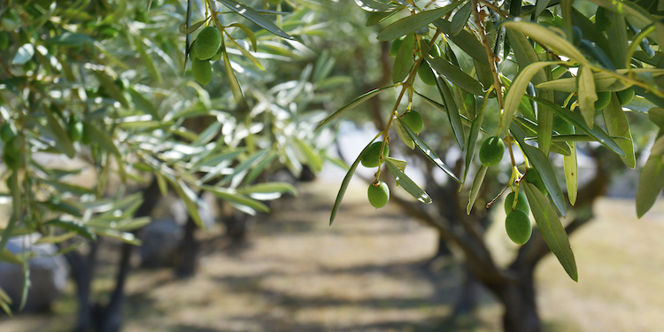 EVENTO - Presente e futuro dell'olivicoltura - Plantgest news sulle varietà di piante