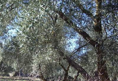 L’olivicoltura da mensa in Sardegna e in Sicilia