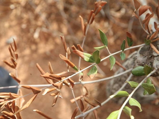 Avvizzimento delle foglie di olivo: secondo lo studio condotto dal Crea, i sintomi della Xylella e di Neofusicoccum mediterraneum sono molto simili e pertanto possono essere confusi
