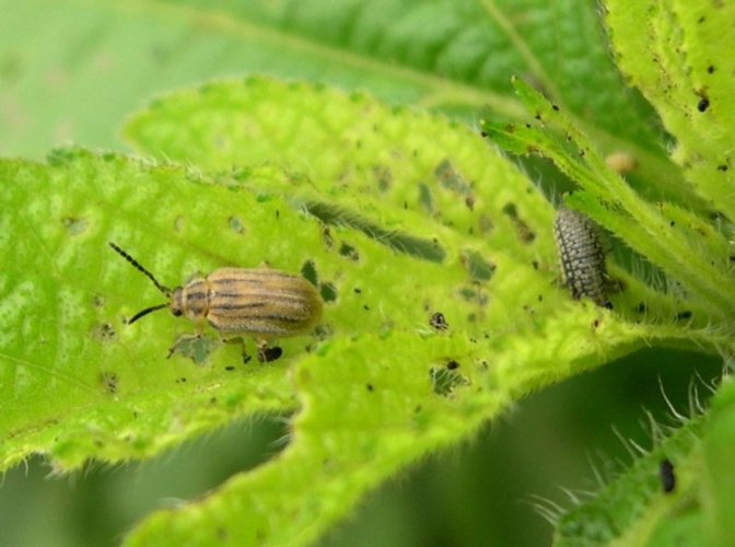 Adulto e larva di Ophraella communa LeSage, 1986 (Chrysomelidae: Galerucinae) che si cibano di una foglia di Ambrosia trifida
