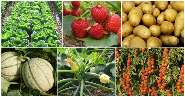 Gowan Italia presenta un'ampia gamma di agrofarmaci e prodotti speciali per la difesa e la nutrizione delle colture orticole