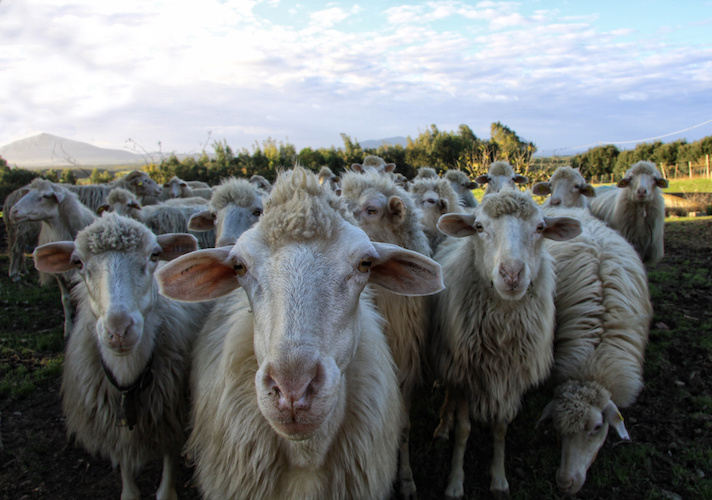 ovini-pecore-gregge-by-alepax-adobe-stock-712x500