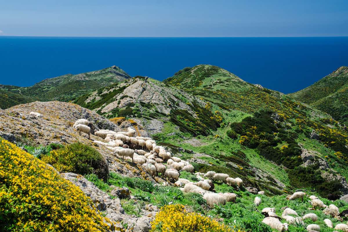 Pecore al pascolo in Sardegna: il benessere animale è anche questo, ma serve formazione per continuare a percepire gli aiuti (Foto di archivio)