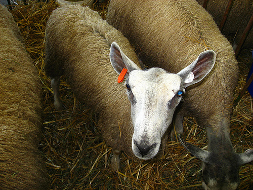 Alle marche auricolari in uso per ovini e caprini va abbinato un sistema elettronico