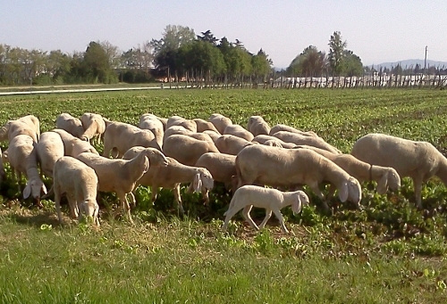 Pecore al pascolo: in Basilicata completata la regionalizzazione delle associazioni allevatori