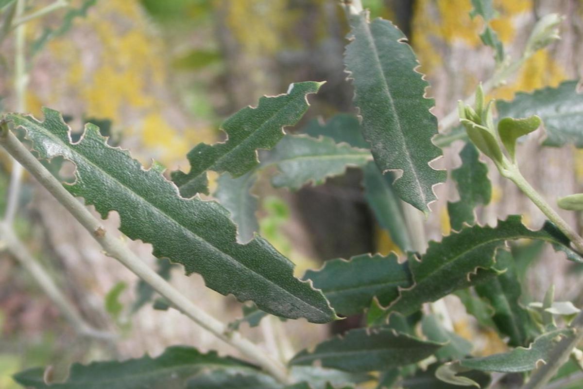 Tipici danni da oziorrinco su foglie di olivo (Foto di archivio)