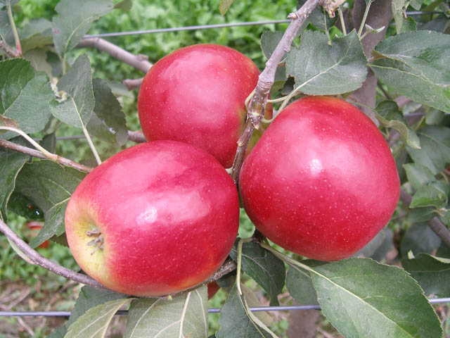 La varietà di melo Crimson Crisp®Coop39*, esclusiva dei Vivai F.lli Zanzi per il territorio nazionale