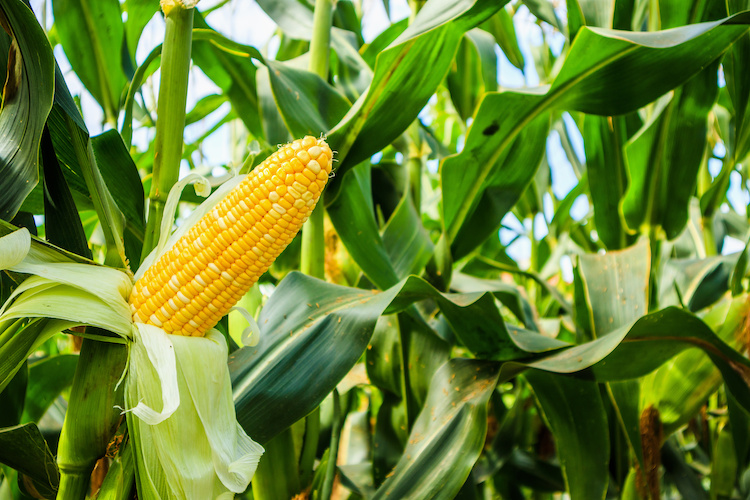 La flessibilità del genoma del mais che ha aumentato la produzione in granella