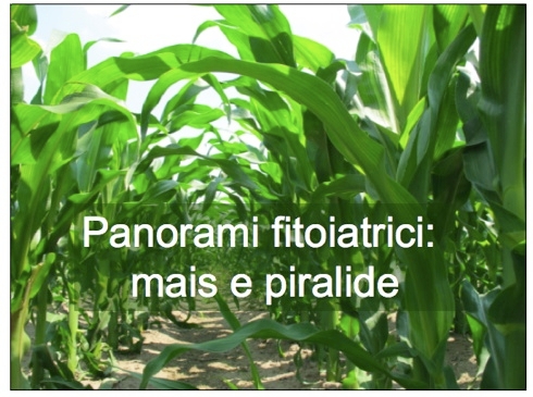 Gli insetticidi utilizzabili contro la piralide del mais