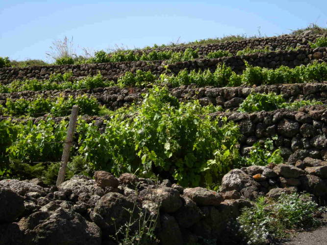 I terrazzamenti tipici della viticoltura nell'isola di Pantelleria