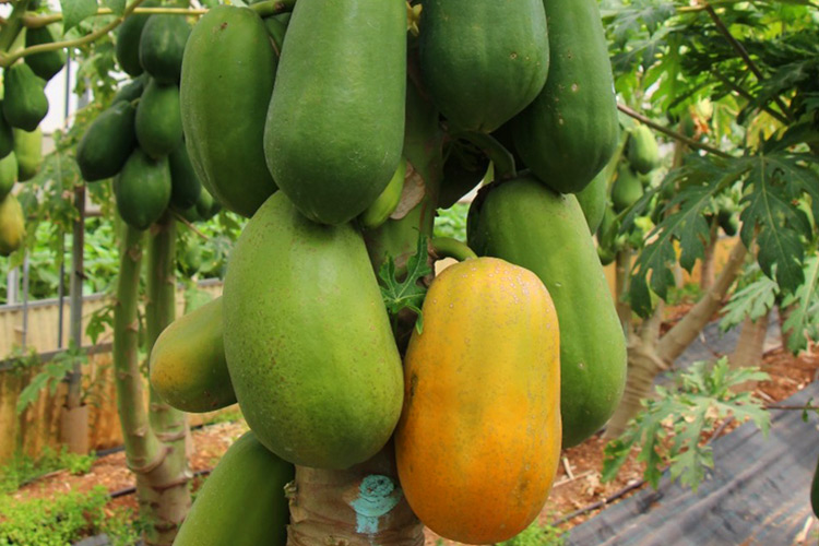 Papaia o papaya, un superfood sempre più amato dagli italiani che inizia ad essere coltivato in Italia