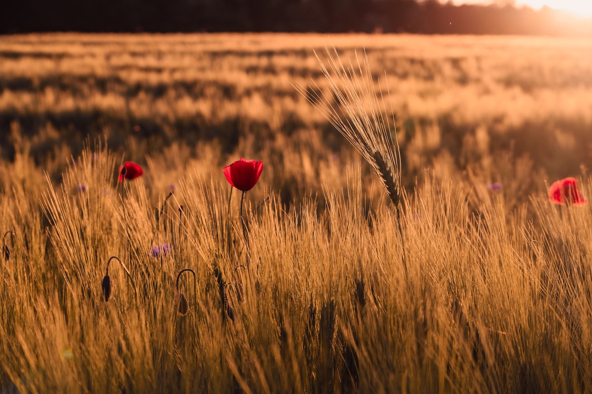 Diffusione, dannosità e gestione delle infestanti al webinar Sirfi dell'8 gennaio 2025 (Foto di archivio)