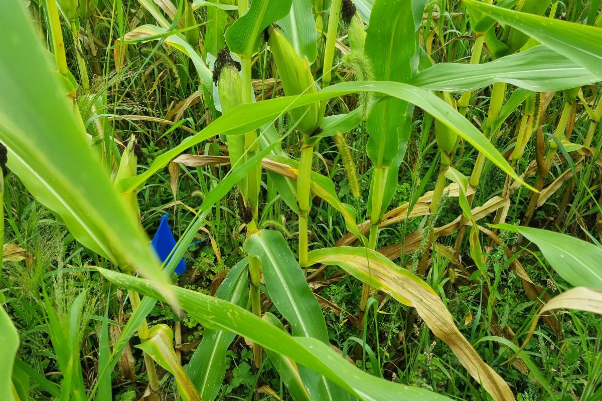 Una parcella sperimentale del progetto alla Cornell University di New York