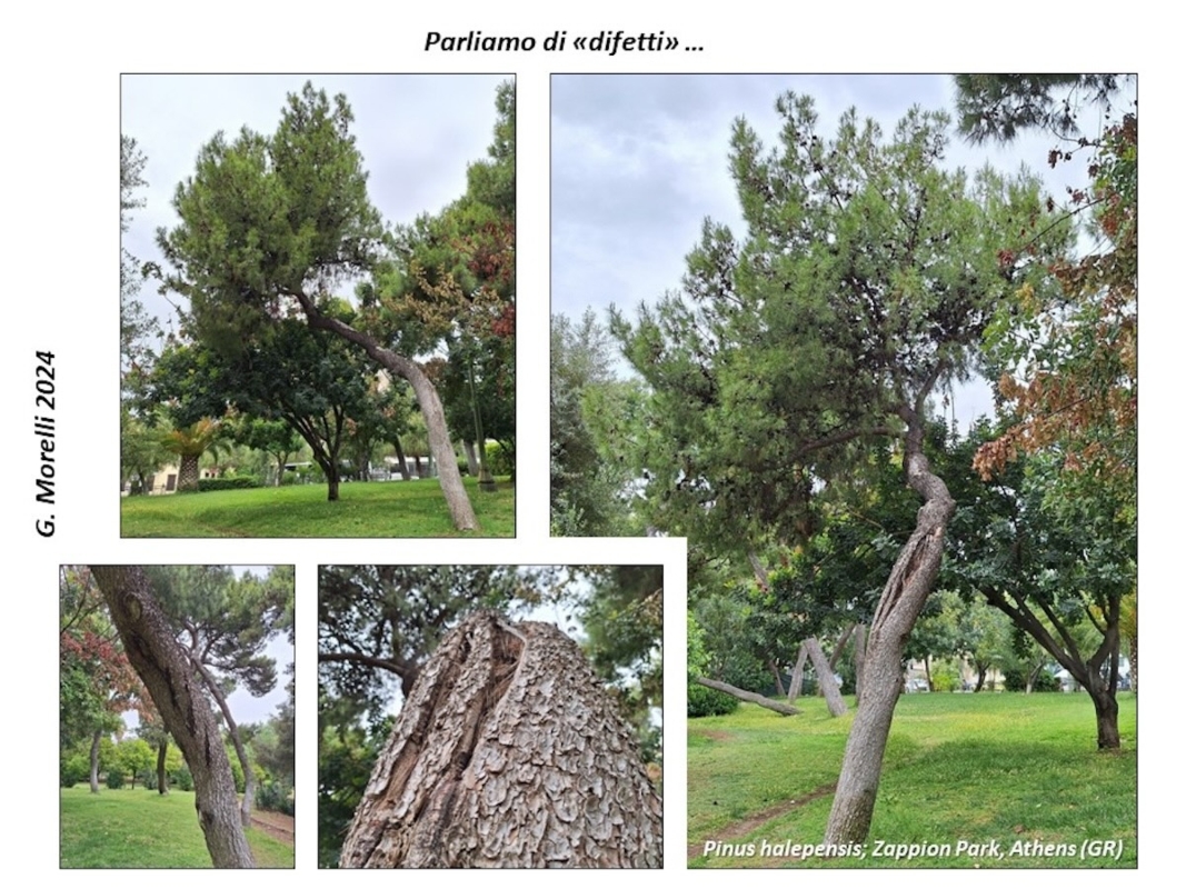 Pinus halepensis ad Atene, Grecia, con fratture nel fusto