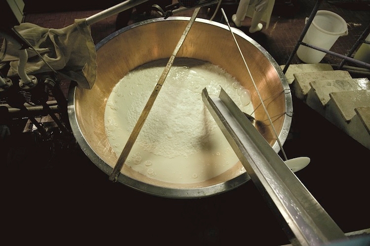 Le quote latte per il Parmigiano Reggiano sono state sottoscritte dal 98% degli oltre 3.200 allevamenti interessati