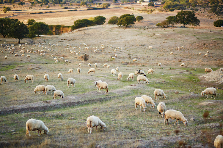 Pecore, la siccità mette in crisi l'allevamento in Umbria (Foto di archivio)