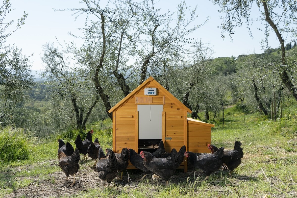 Pollaio mobile e galline al pascolo razionale