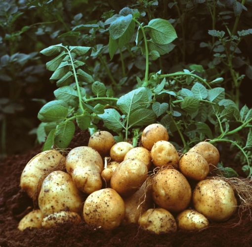 Basf, la patata Amflora