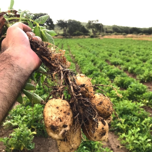 patata-patate-campo-mp-sardinia-rubrica-agroinnovatori-dic-2019-fonte-mp-sardinia.jpg