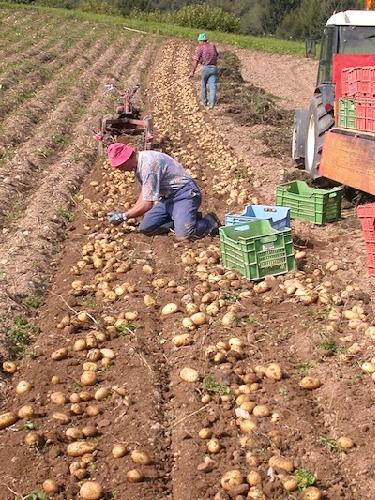 Raccolta delle patate in Trentino