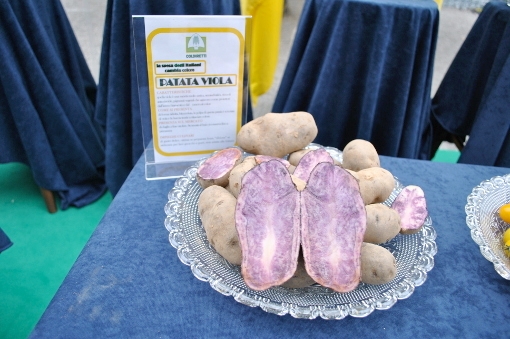 Le patate viola sono state scoperte nel Parco nazionale del Gran Sasso