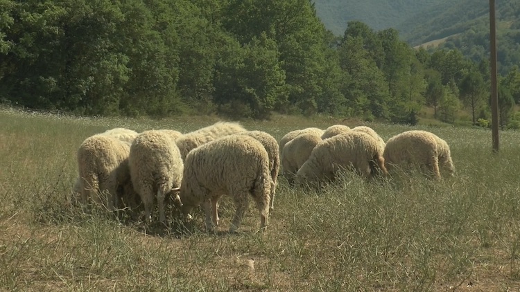 Pecore di razza Sopravissana al pascolo, una delle razze per cui è possibile richiedere i contributi nelle Marche