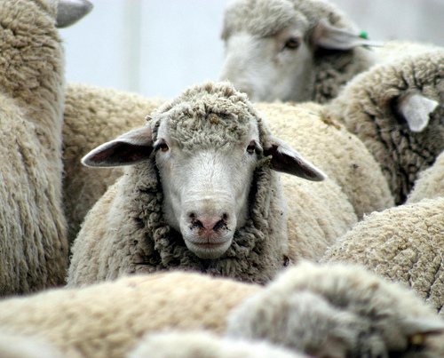 Protesta pastori, sfilano le razze di pecore a rischio estinzione
