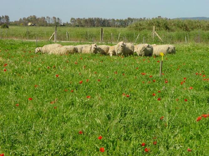 Sardegna, tumori tra i pastori e malformazioni negli agnelli 