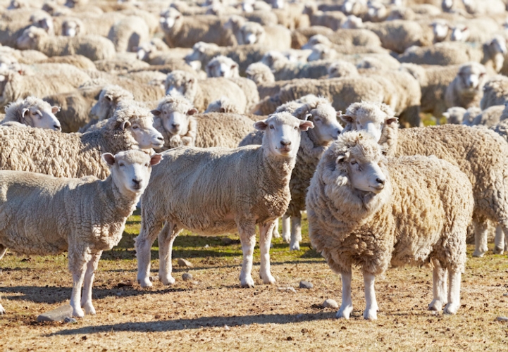 La Sardegna teme l'allargamento della crisi del comparto bovino verso quello ovino