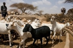 Africa: pecore e capre forniscono il primo sostentamento <br /> a milioni di persone
