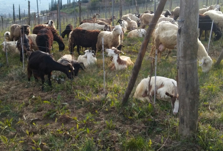 Pastorizia, la Toscana cerca di fare il punto su una situazione ancora critica