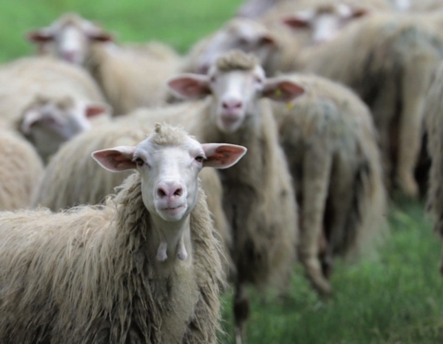 pecore-ovini-azienda-agricola-riservo-allevatori-top-dic-2018.jpg