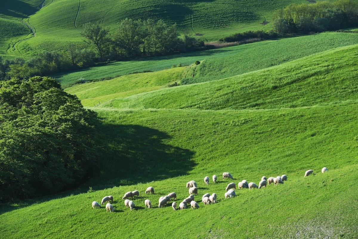 Pecore al pascolo. Crescono dell'8,2% le superfici di prati e pascoli bio in Italia