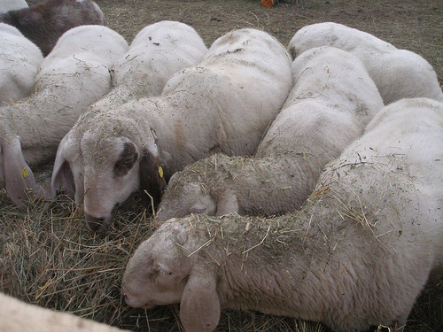 Dalla Sardegna mille pecore per aiutare gli allevatori abruzzesi