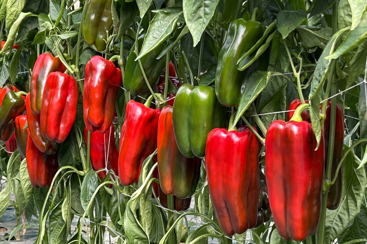 La nuova varietà di peperone lamuyo rosso è di imminente introduzione commerciale