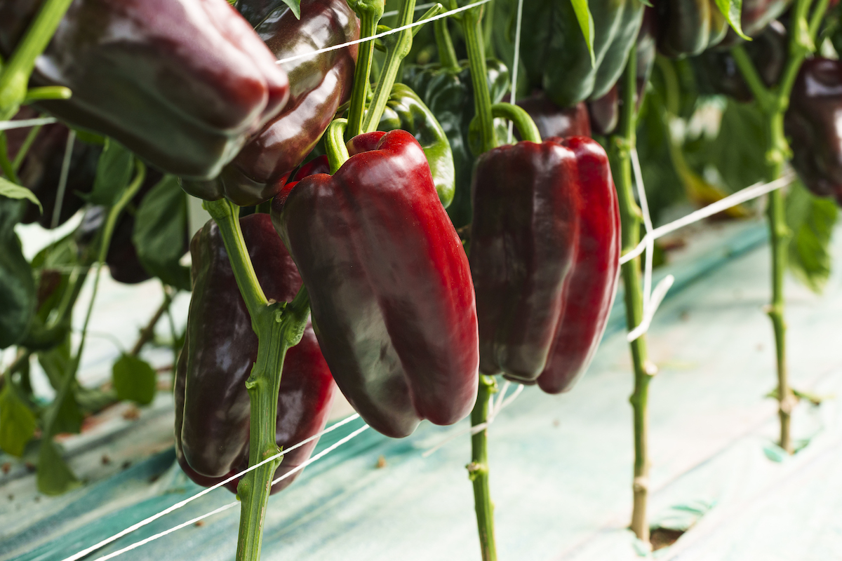 Il peperone rosso Lamuyo Naviero Rz F1 è particolarmente indicato per essere coltivato negli areali siciliani grazie al suo ciclo produttivo