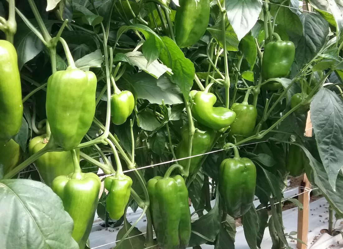 Colture orticole invernali: la vera sfida inizia ora - le news di Fertilgest sui fertilizzanti