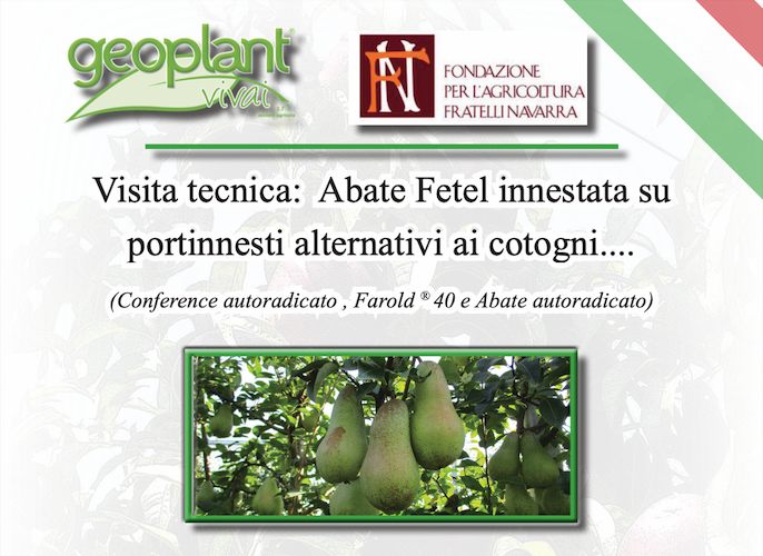 EVENTO - Geoplant Vivai, visita tecnica dedicata all'Abate Fetel su portinnnesti alternativi ai cotogni - Plantgest news sulle varietà di piante