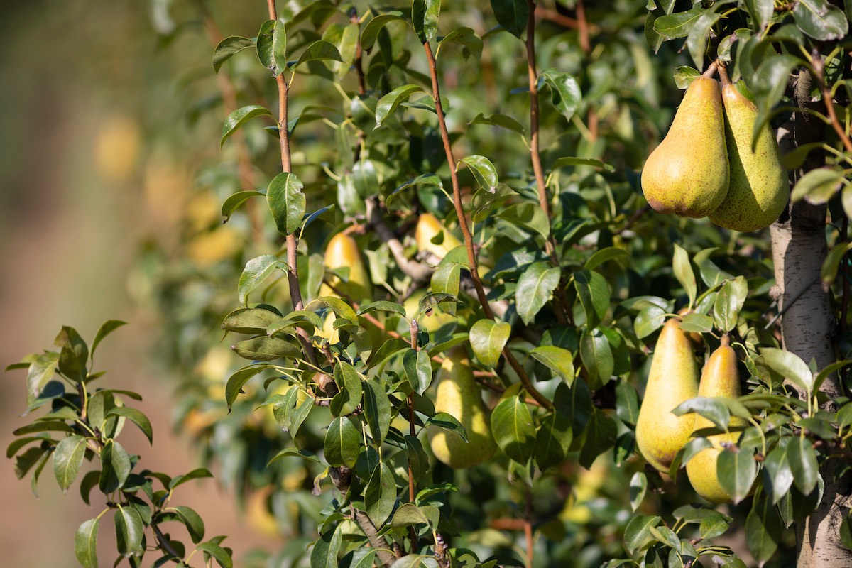 L'obiettivo primario è quello di sostenere la filiera italiana non solo della pera, ma di tutta la frutta (Foto di archivio)