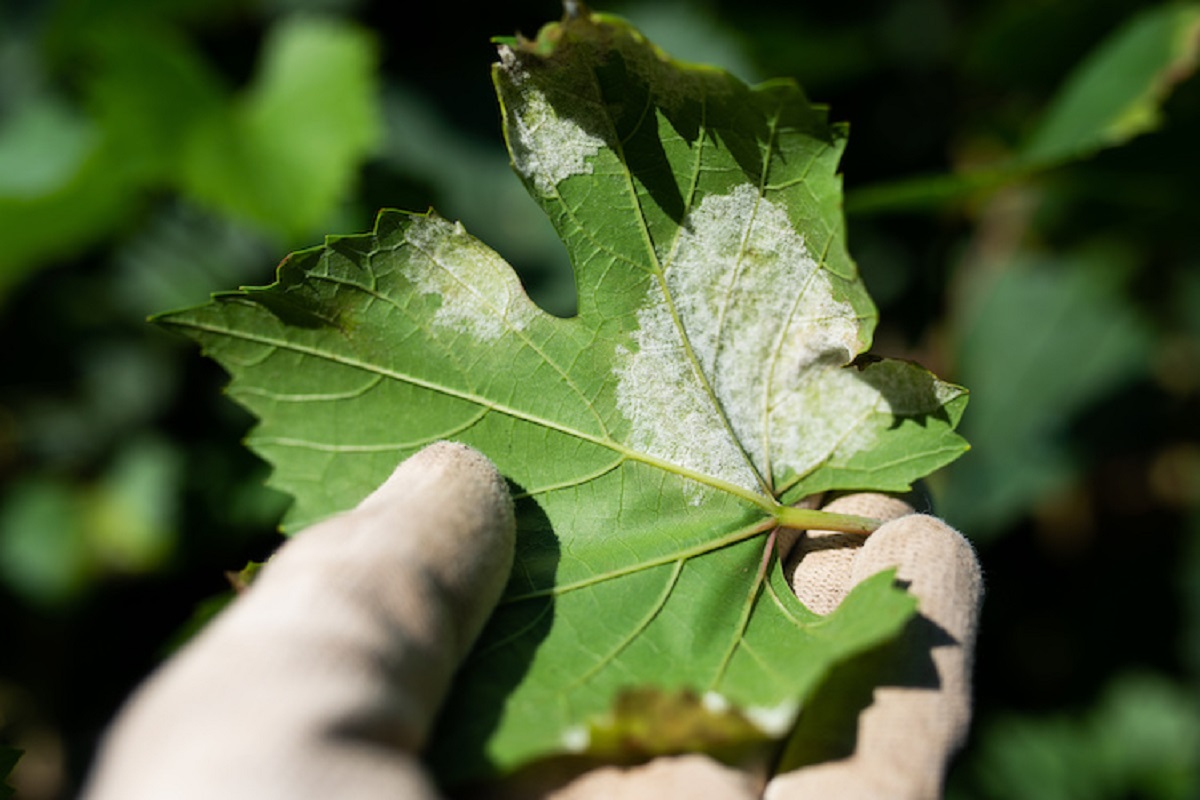 Foglia di vite colpita da peronospora