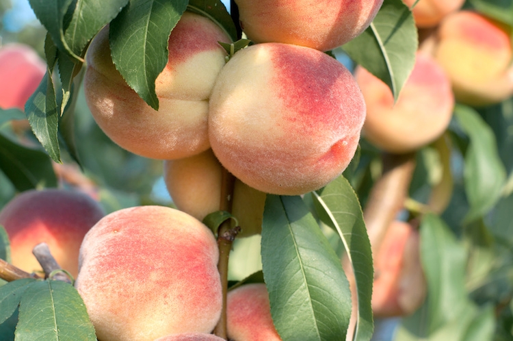Frutta, in Toscana drastici cali di produzione a causa del freddo primaverile (Foto di archivio)