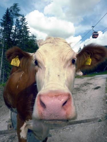 Agli allevamenti in montagna di bovine da latte sono riservati 10 milioni di euro