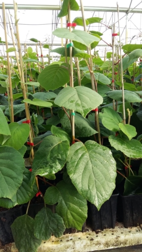 I produttore, in collaborazione con i tecnici Jingold, può scegliere il tipo di materiale vegetale più idoneo alle condizioni pedoclimatiche del proprio territorio