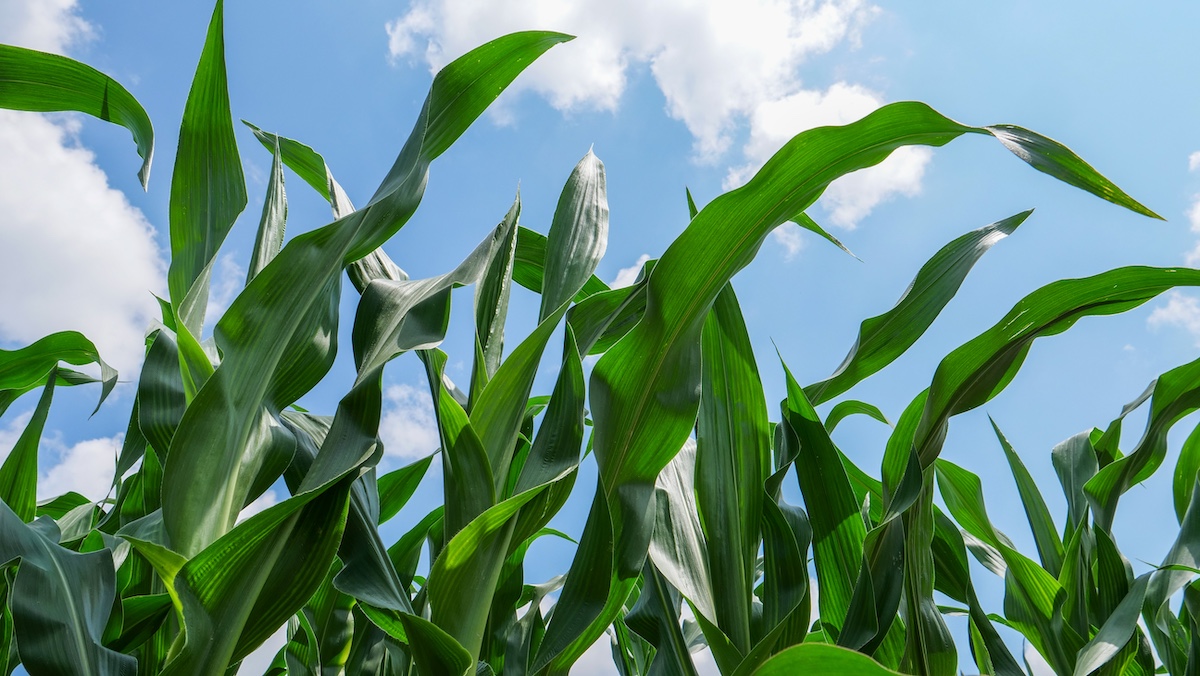 Focus sulla produzione di farine da mais e da leguminose